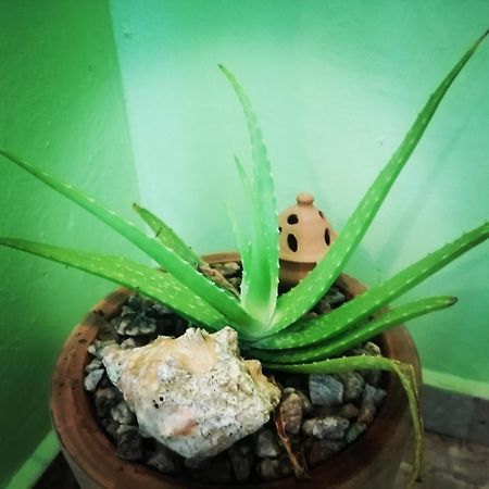 Scorpion Hill Lodge Busua Rum bild